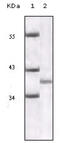 Cyclin-dependent kinase inhibitor 2A, isoform 1 antibody, abx016045, Abbexa, Enzyme Linked Immunosorbent Assay image 