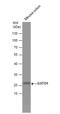 Glutathione S-Transferase Omega 1 antibody, NBP1-33763, Novus Biologicals, Western Blot image 