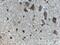 MYC Binding Protein 2 antibody, 27951-1-AP, Proteintech Group, Immunohistochemistry frozen image 