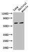 P21 (RAC1) Activated Kinase 3 antibody, CSB-PA017407LA01HU, Cusabio, Western Blot image 