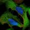 WD Repeat Domain 1 antibody, NBP2-68898, Novus Biologicals, Immunofluorescence image 