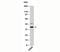 Nucleolar Protein Interacting With The FHA Domain Of MKI67 antibody, 33-050, ProSci, Western Blot image 