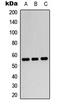 Peroxisome Proliferator Activated Receptor Gamma antibody, LS-C368478, Lifespan Biosciences, Western Blot image 