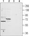 Two pore calcium channel protein 1 antibody, TA328755, Origene, Western Blot image 