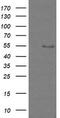 Zinc Finger And SCAN Domain Containing 18 antibody, CF505328, Origene, Western Blot image 