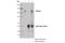 Protein Phosphatase 1 Regulatory Subunit 10 antibody, 14171S, Cell Signaling Technology, Immunoprecipitation image 