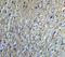 Neurturin antibody, NBP1-77047, Novus Biologicals, Immunohistochemistry frozen image 