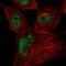 CWC27 Spliceosome Associated Cyclophilin antibody, NBP2-56438, Novus Biologicals, Immunocytochemistry image 