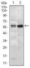 G Protein Nucleolar 3 antibody, MA5-17082, Invitrogen Antibodies, Western Blot image 