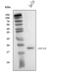 Anti-Silencing Function 1B Histone Chaperone antibody, A05211-2, Boster Biological Technology, Western Blot image 