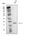 hAsf1b antibody, A05211-2, Boster Biological Technology, Western Blot image 