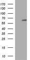 Proline Rich Mitotic Checkpoint Control Factor antibody, TA590344, Origene, Western Blot image 
