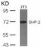 Protein Tyrosine Phosphatase Non-Receptor Type 11 antibody, AP02796PU-S, Origene, Western Blot image 