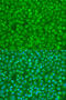 Phospholipase C Gamma 1 antibody, A15704, ABclonal Technology, Western Blot image 