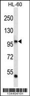 DNA Polymerase Iota antibody, 57-789, ProSci, Western Blot image 