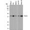 Double C2 Domain Alpha antibody, AF7904, R&D Systems, Western Blot image 