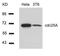 Cell Division Cycle 25A antibody, 79-562, ProSci, Western Blot image 