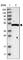 GTP Binding Protein 10 antibody, HPA021076, Atlas Antibodies, Western Blot image 