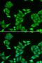 Methionine Sulfoxide Reductase A antibody, orb247406, Biorbyt, Immunofluorescence image 