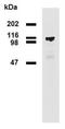 Phosphodiesterase 8A antibody, NBP2-62213, Novus Biologicals, Western Blot image 