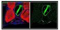 RAB5A, Member RAS Oncogene Family antibody, NBP1-58880, Novus Biologicals, Immunocytochemistry image 