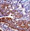 NPR-A antibody, LS-C164506, Lifespan Biosciences, Immunohistochemistry frozen image 