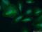 Apoptotic Peptidase Activating Factor 1 antibody, 21710-1-AP, Proteintech Group, Immunofluorescence image 