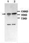 DExD/H-Box Helicase 58 antibody, orb77246, Biorbyt, Western Blot image 