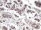 Proline-rich protein 11 antibody, NBP2-45902, Novus Biologicals, Immunohistochemistry paraffin image 