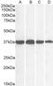 GAPDH antibody, LS-B9169, Lifespan Biosciences, Western Blot image 