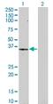 Hes Related Family BHLH Transcription Factor With YRPW Motif 1 antibody, H00023462-M01, Novus Biologicals, Western Blot image 