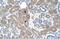 ST3 Beta-Galactoside Alpha-2,3-Sialyltransferase 5 antibody, NBP1-62444, Novus Biologicals, Immunohistochemistry frozen image 