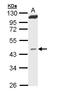Mevalonate Diphosphate Decarboxylase antibody, LS-C186209, Lifespan Biosciences, Western Blot image 