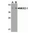 NK2 Homeobox 1 antibody, NBP2-41160, Novus Biologicals, Western Blot image 