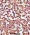 Cytochrome P450 Family 2 Subfamily D Member 6 antibody, abx028111, Abbexa, Immunohistochemistry frozen image 