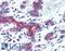 Apoptosis Inducing Factor Mitochondria Associated 3 antibody, LS-B2733, Lifespan Biosciences, Immunohistochemistry frozen image 