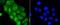 Yes Associated Protein 1 antibody, NBP2-67467, Novus Biologicals, Immunofluorescence image 