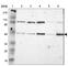 Interferon regulatory factor 9 antibody, HPA001862, Atlas Antibodies, Western Blot image 