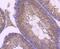 Zinc And Ring Finger 2 antibody, A11505-2, Boster Biological Technology, Immunohistochemistry frozen image 