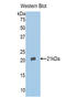 Annexin A4 antibody, LS-C299912, Lifespan Biosciences, Western Blot image 