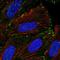 Transmembrane 4 L Six Family Member 20 antibody, HPA065531, Atlas Antibodies, Immunofluorescence image 