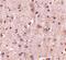 DLG Associated Protein 2 antibody, PA5-20541, Invitrogen Antibodies, Immunohistochemistry frozen image 