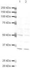 Hypoxia Inducible Factor 1 Subunit Alpha Inhibitor antibody, PA5-19456, Invitrogen Antibodies, Western Blot image 