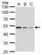 Tubulin Gamma 1 antibody, GTX629704, GeneTex, Western Blot image 