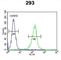 STEAP2 Metalloreductase antibody, abx032562, Abbexa, Western Blot image 