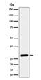 Chloride Intracellular Channel 4 antibody, M03210, Boster Biological Technology, Western Blot image 