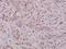 BCL2 Like 1 antibody, A00181T47, Boster Biological Technology, Immunohistochemistry frozen image 