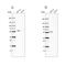 Pyruvate Dehyrogenase Phosphatase Catalytic Subunit 1 antibody, NBP1-87308, Novus Biologicals, Western Blot image 