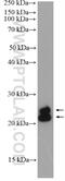 Family With Sequence Similarity 3 Member B antibody, 27131-1-AP, Proteintech Group, Western Blot image 