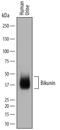 Alpha-1-Microglobulin/Bikunin Precursor antibody, AF7744, R&D Systems, Western Blot image 